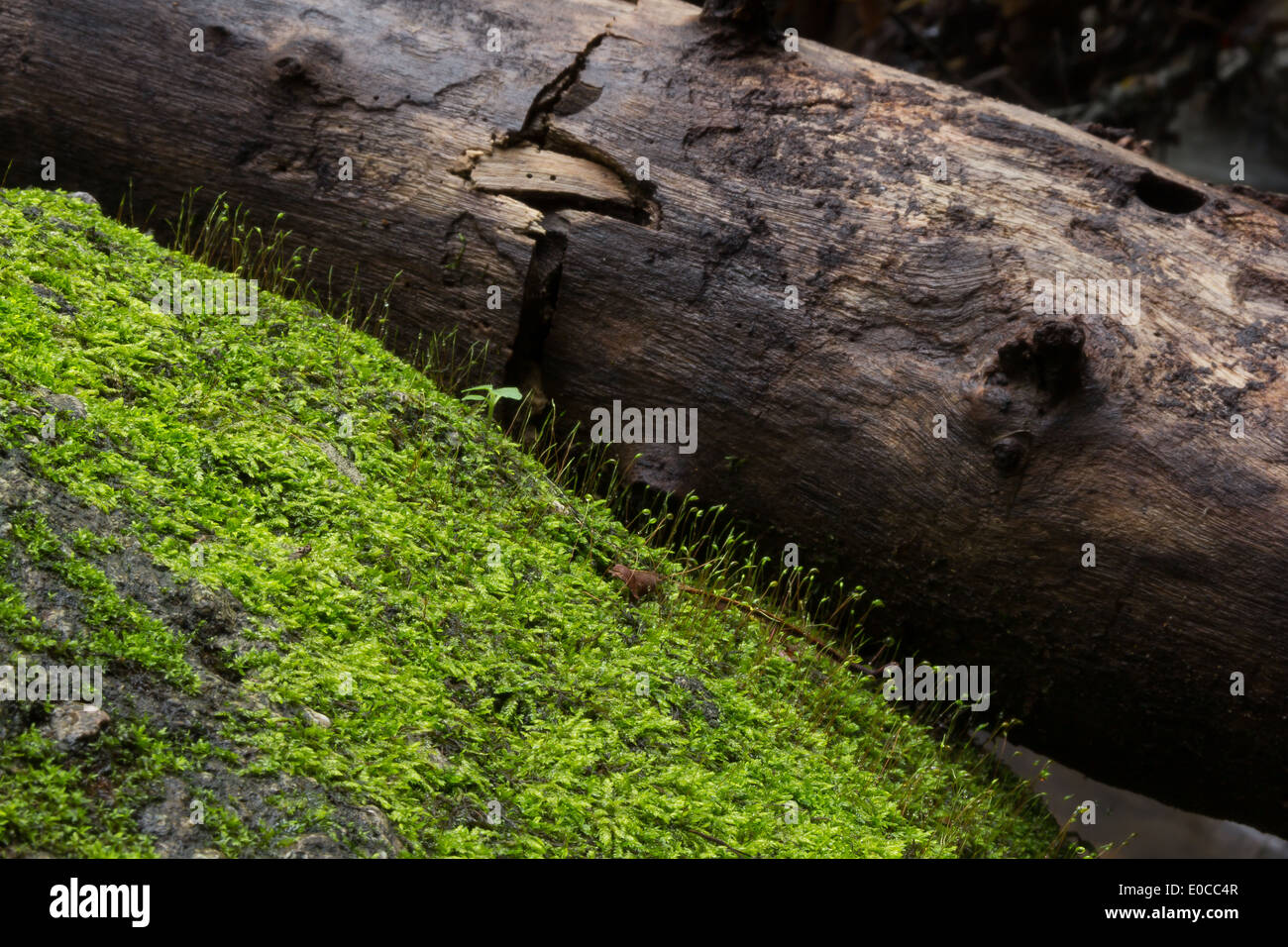 Moss et petit arbre sur le rocher Banque D'Images