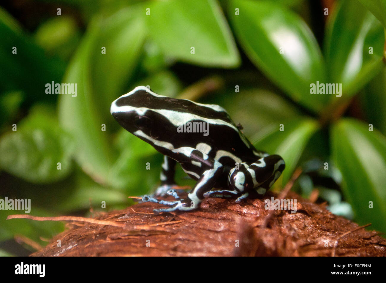 Green and Black Poison Dart Frog - Dendrobates auratus dans la nature Banque D'Images
