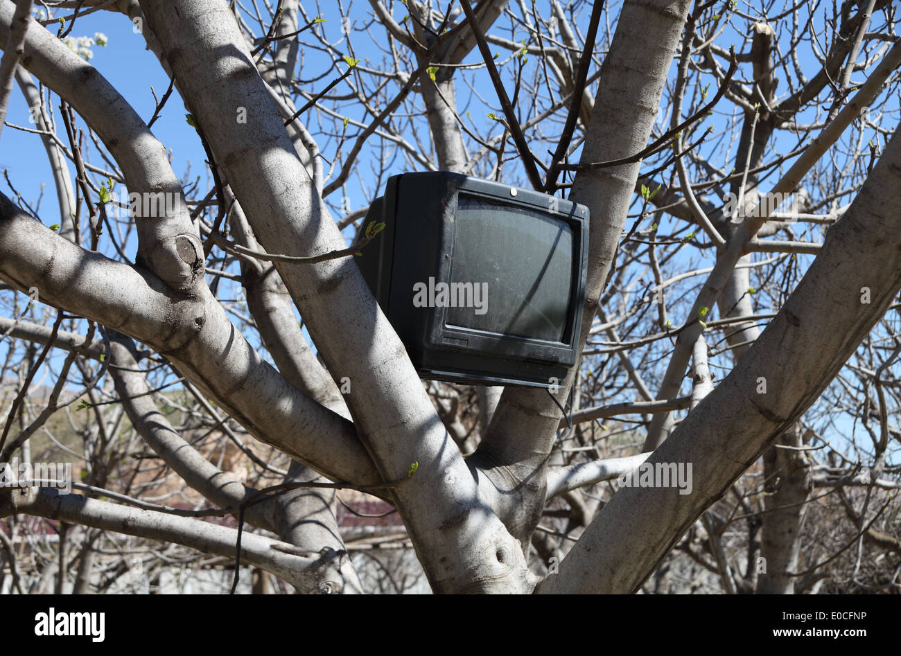 Vieille télévision dans un arbre, Hasankeyf, un village ensuite submergé par le barrage Ilisu, province de Batman, sud-est de la Turquie Banque D'Images