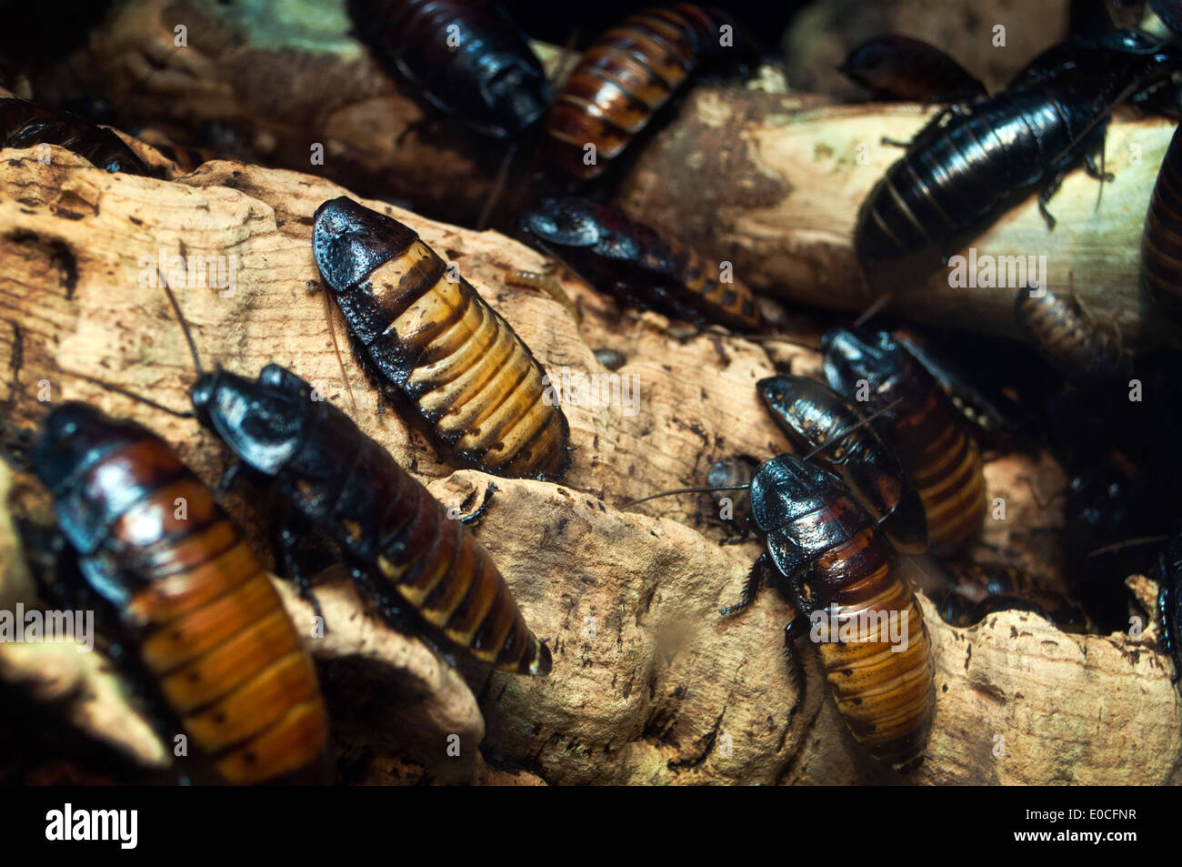 Des blattes de Madagascar (Gromphadorhina portentosa) dans la nature Banque D'Images