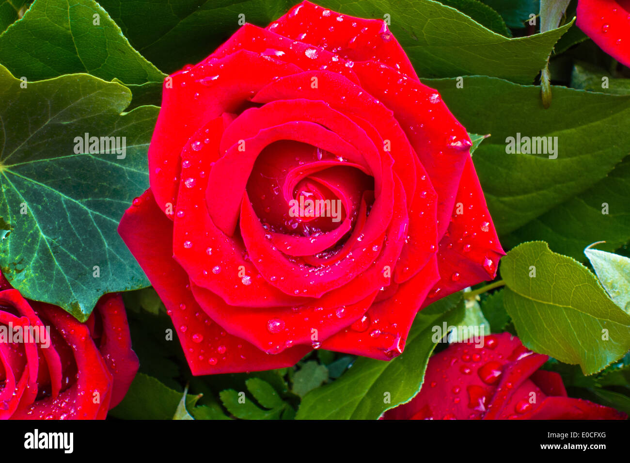Une rose rouge avec goutte de corde frais., Eine rote Rose mit frischem von Tropfen Tau. Banque D'Images