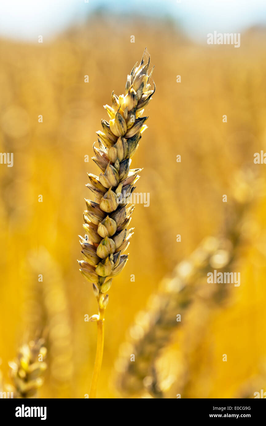 Des épis de blé sur un grain-champ d'un agriculteur de l'été., von aehren auf einem Weizen Getreidefeld Bauern und im Sommer. Banque D'Images
