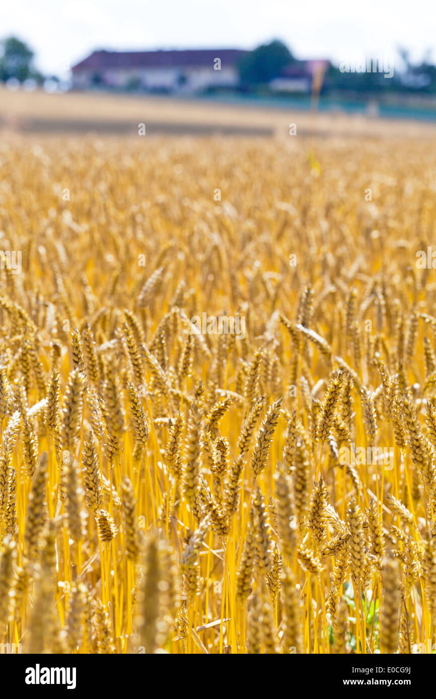 Des épis de blé sur un grain-champ d'un agriculteur de l'été., von aehren auf einem Weizen Getreidefeld Bauern und im Sommer. Banque D'Images