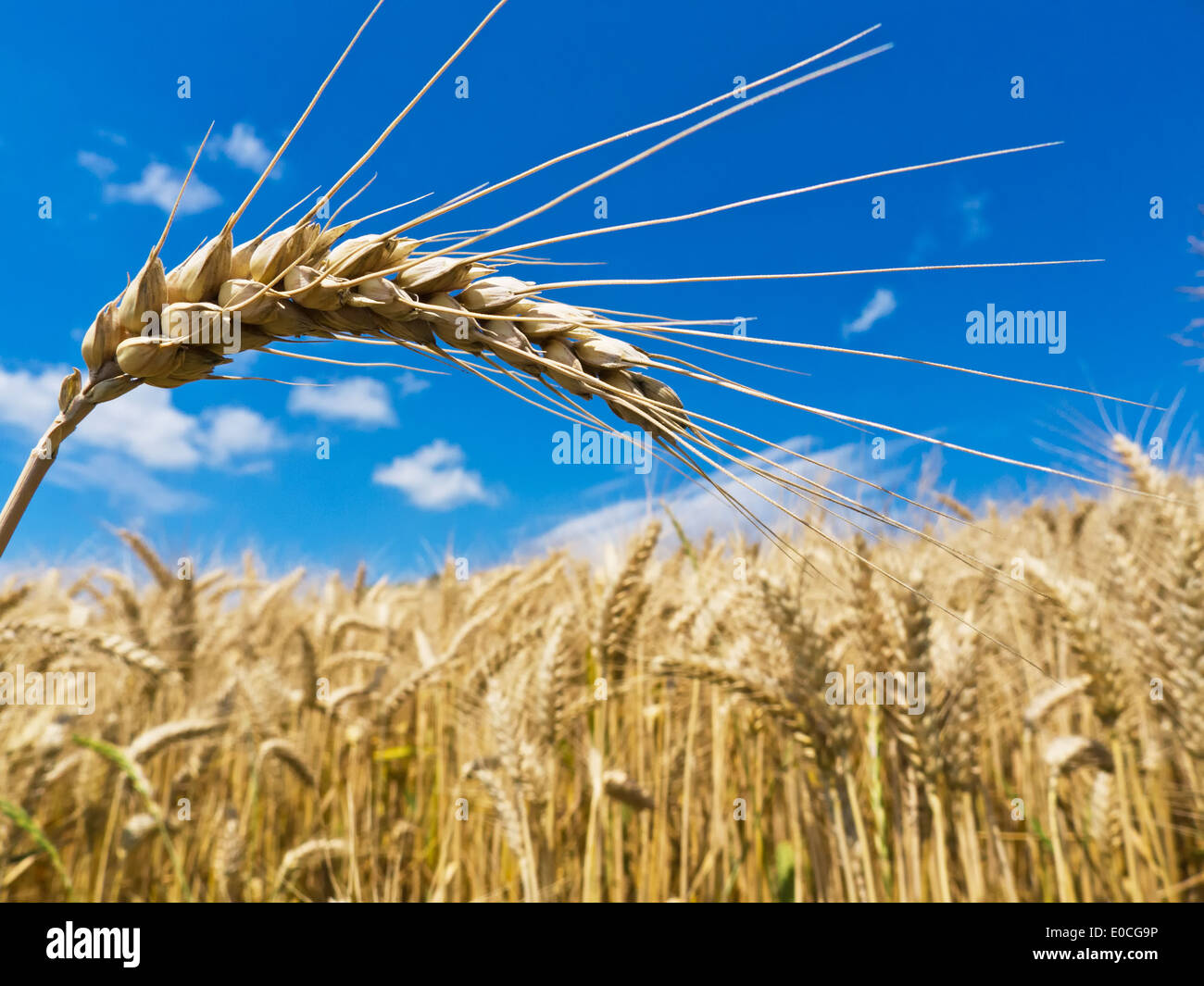 Les oreilles d'orge sur un grain-champ d'un agriculteur de l'été., von aehren Gerste und auf einem Getreidefeld Bauern im Sommer. Banque D'Images