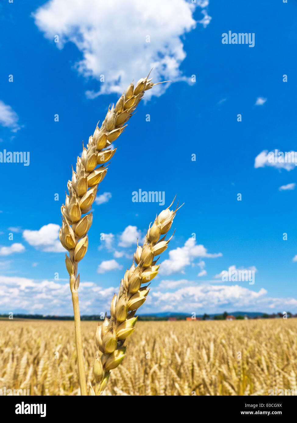 Les oreilles d'orge sur un grain-champ d'un agriculteur de l'été., von aehren Gerste und auf einem Getreidefeld Bauern im Sommer. Banque D'Images