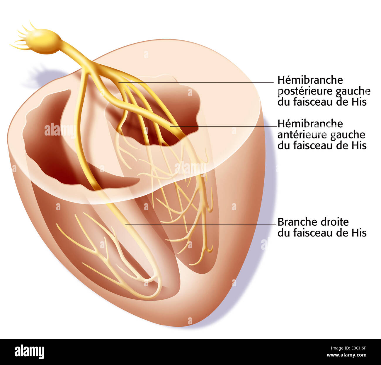 La fréquence cardiaque, illustration Banque D'Images