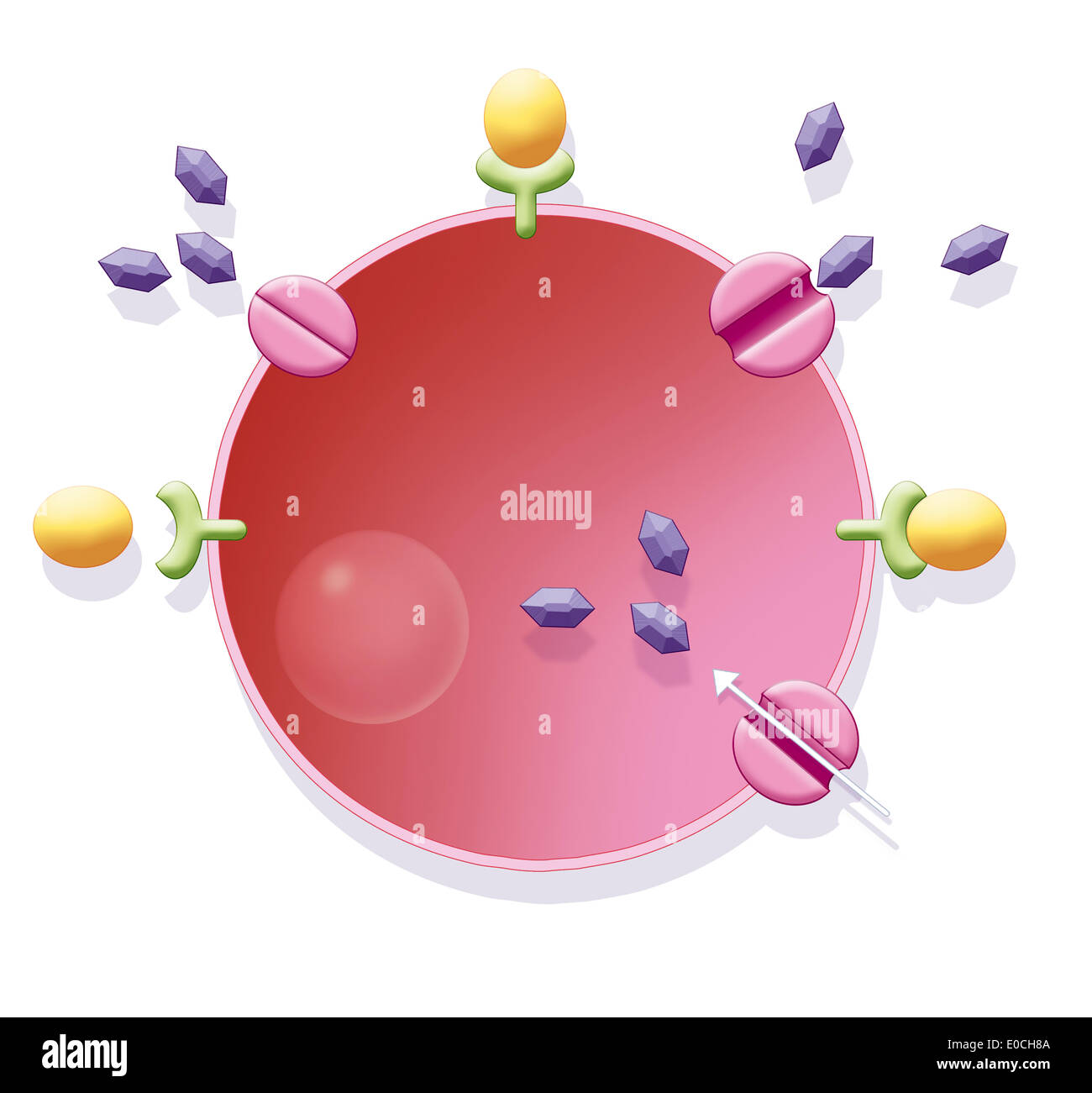 Le transport du glucose, dessin Banque D'Images