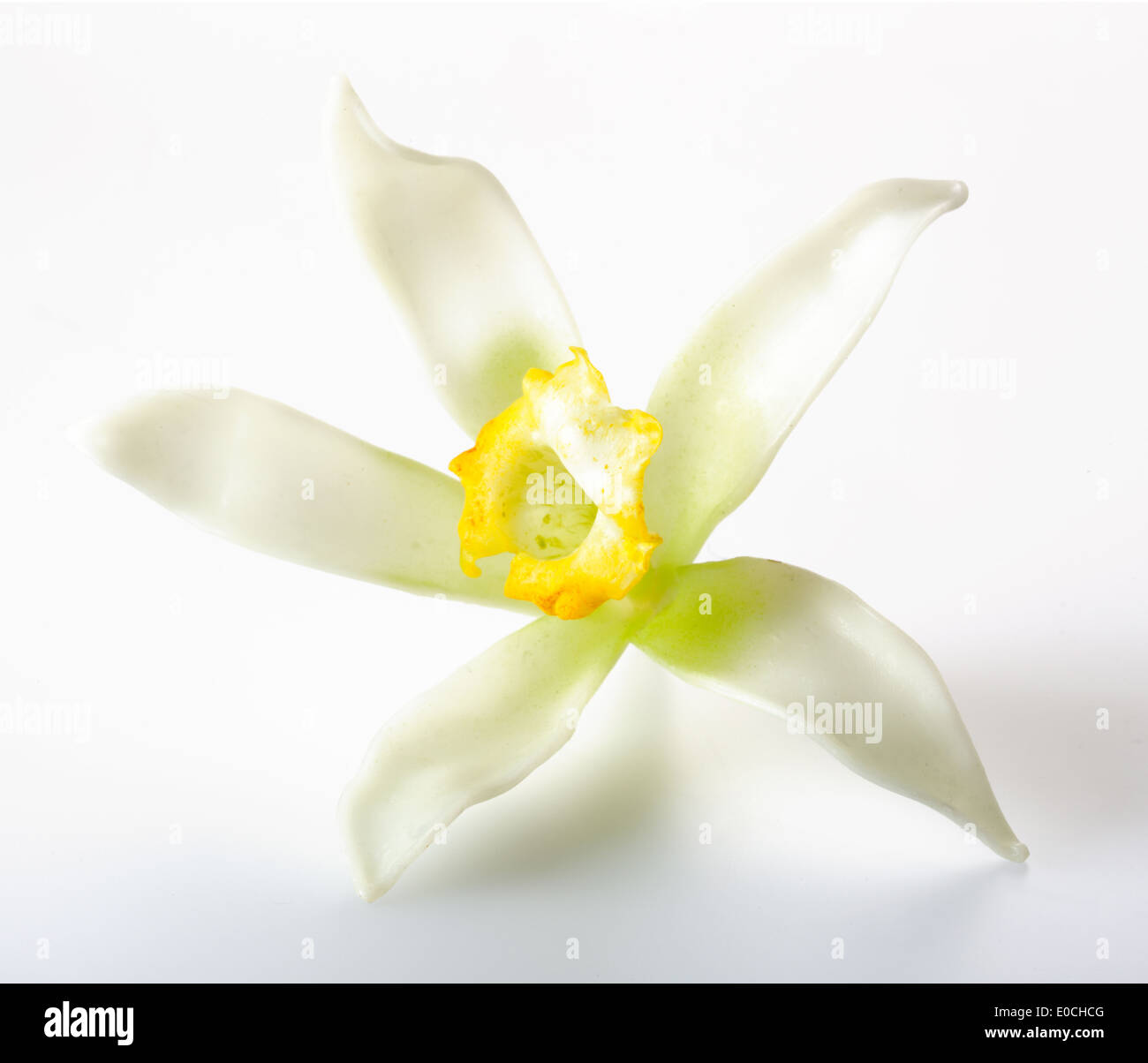 Des fleurs et des gousses de vanille Banque D'Images