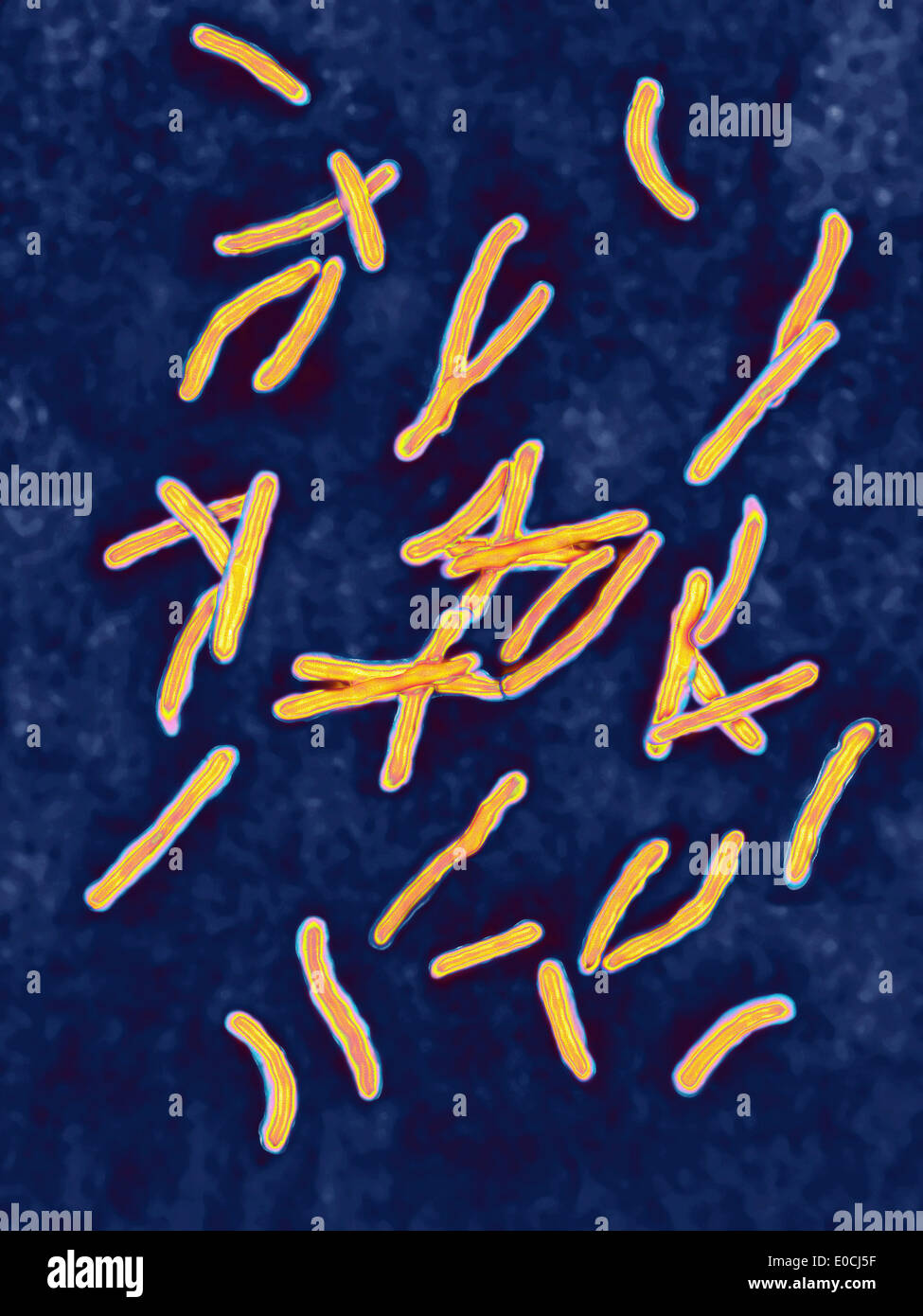 Mycobacterium tuberculosis Banque D'Images