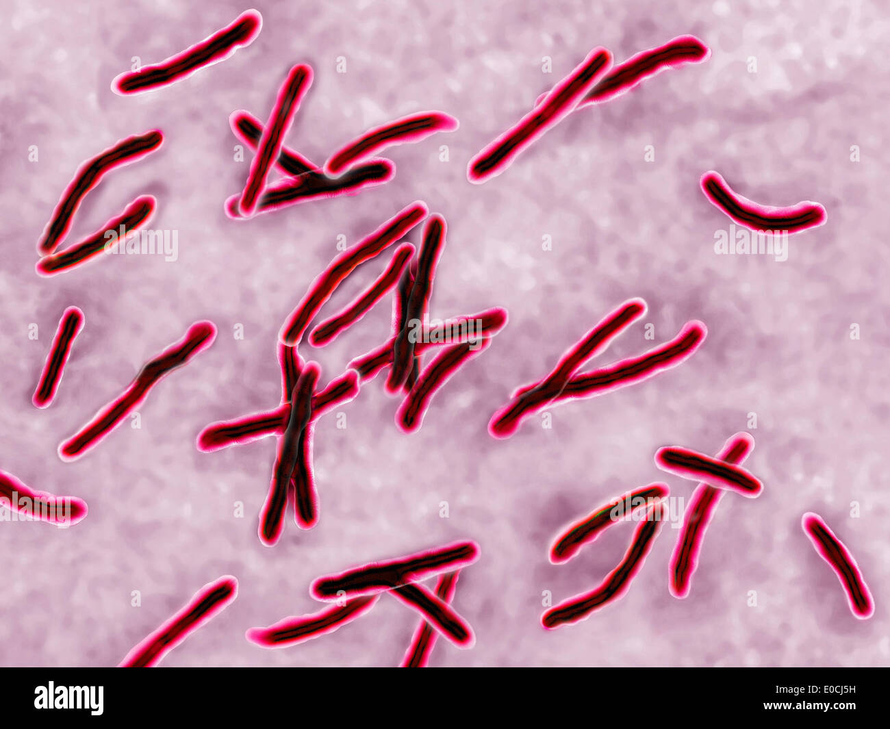 Mycobacterium tuberculosis Banque D'Images
