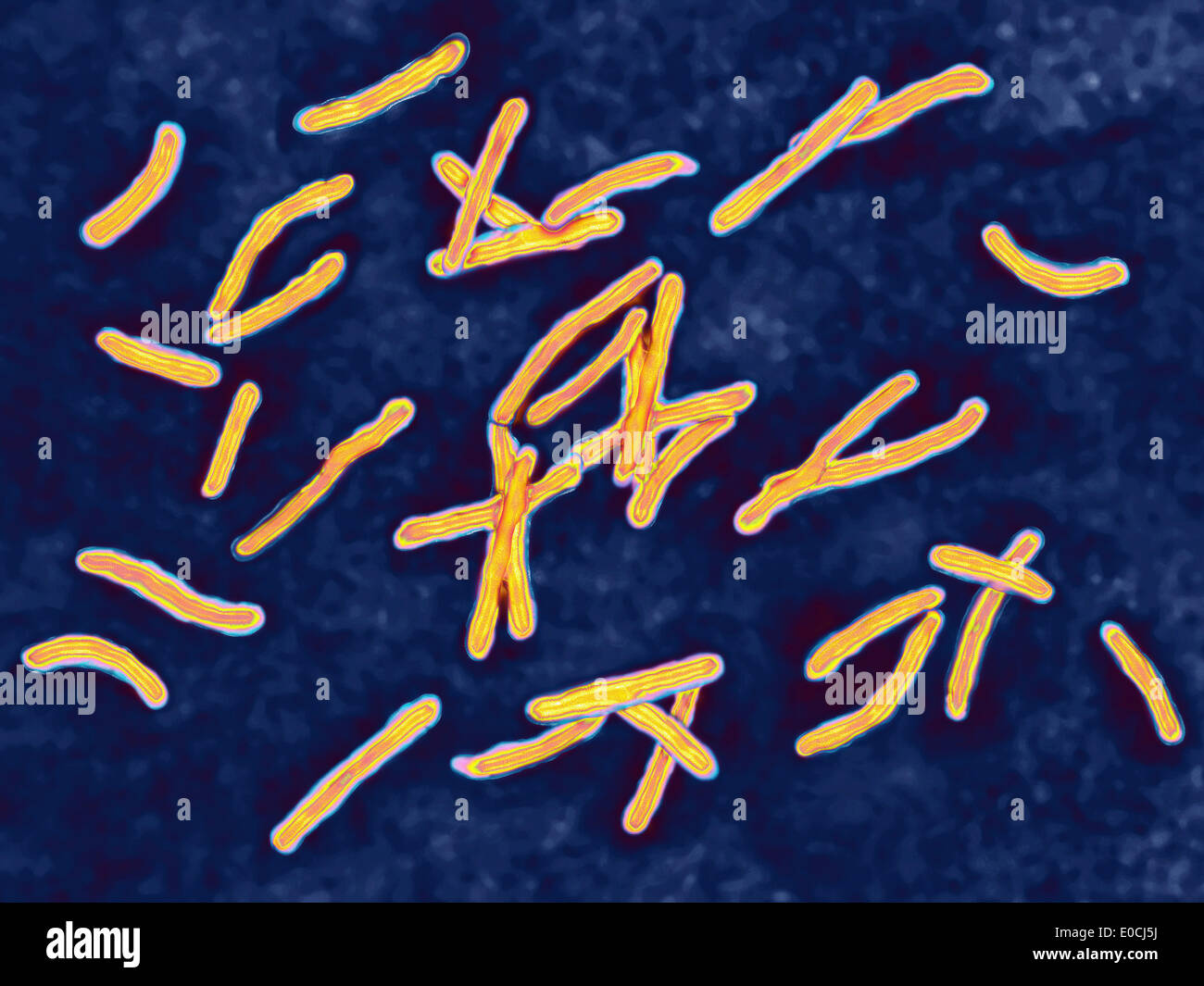 Mycobacterium tuberculosis Banque D'Images