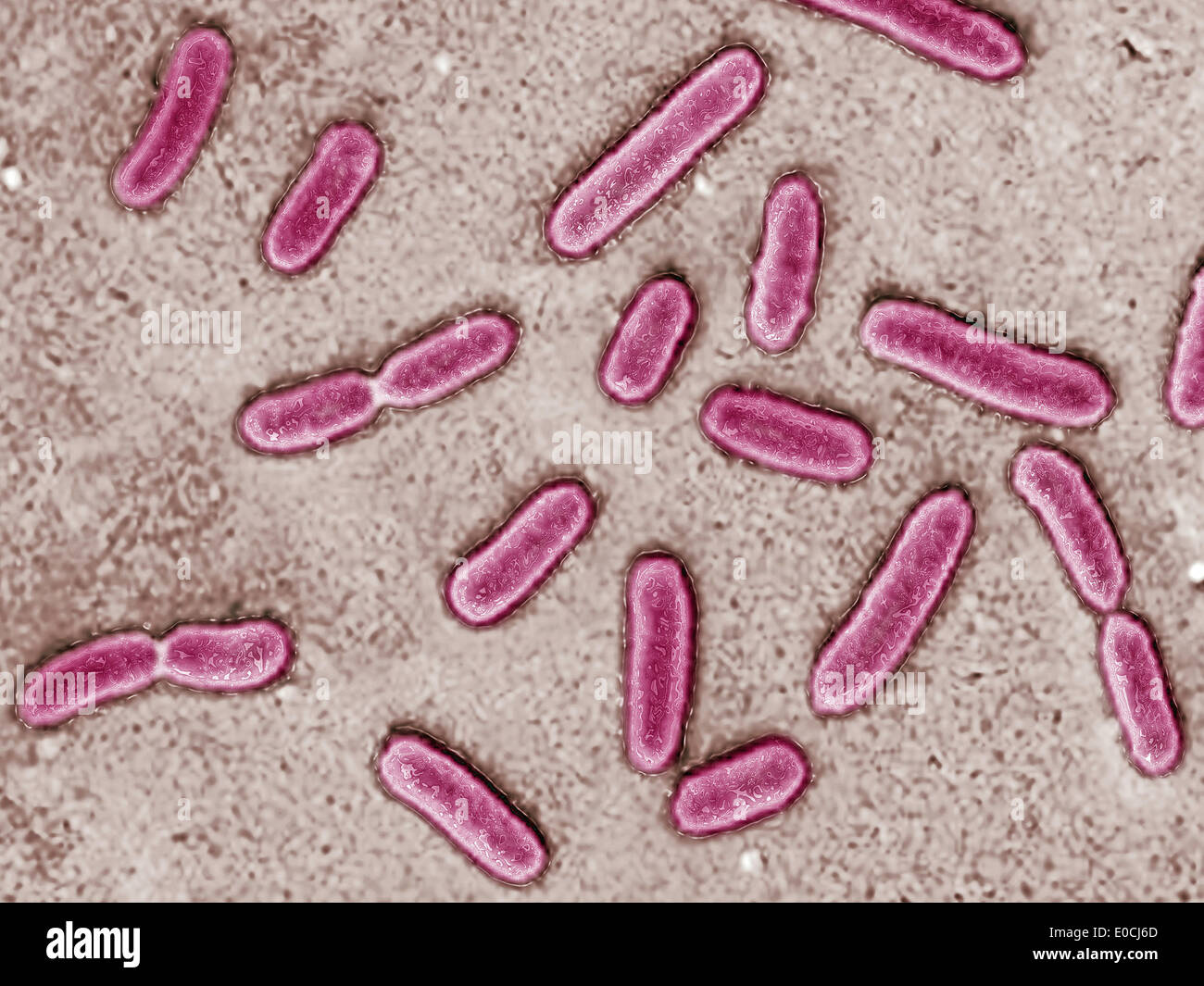 Bactérie pseudomonas Banque de photographies et d’images à haute
