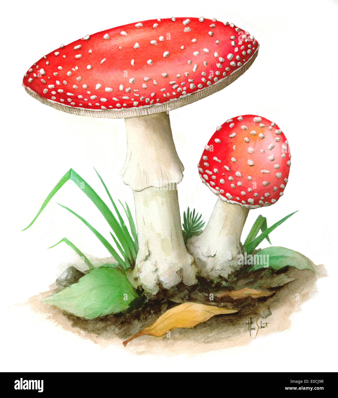 Agaric de mouche Banque D'Images