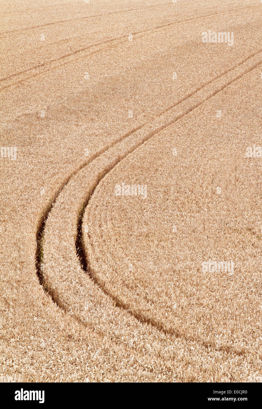 Les voies d'un tracteur dans un champ de céréales, Spuren von einem Traktor einem Getreide Feld Banque D'Images