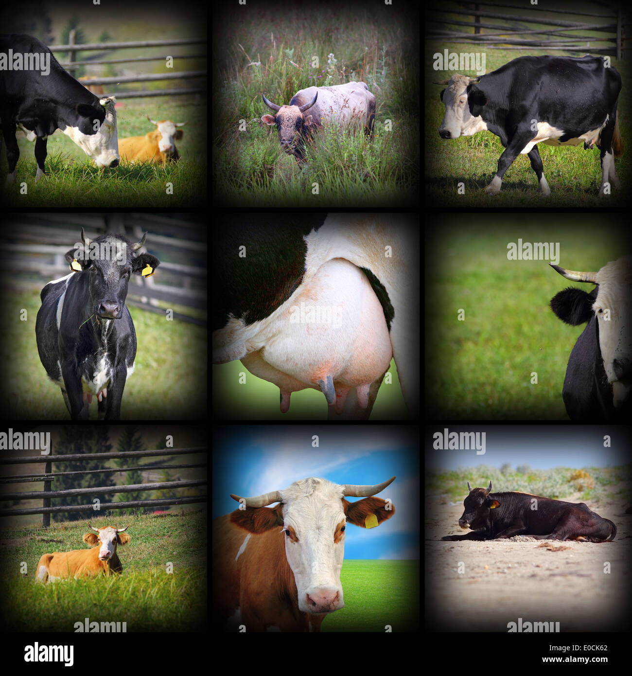 Images vaches dans un collage, photos prises à la ferme Banque D'Images