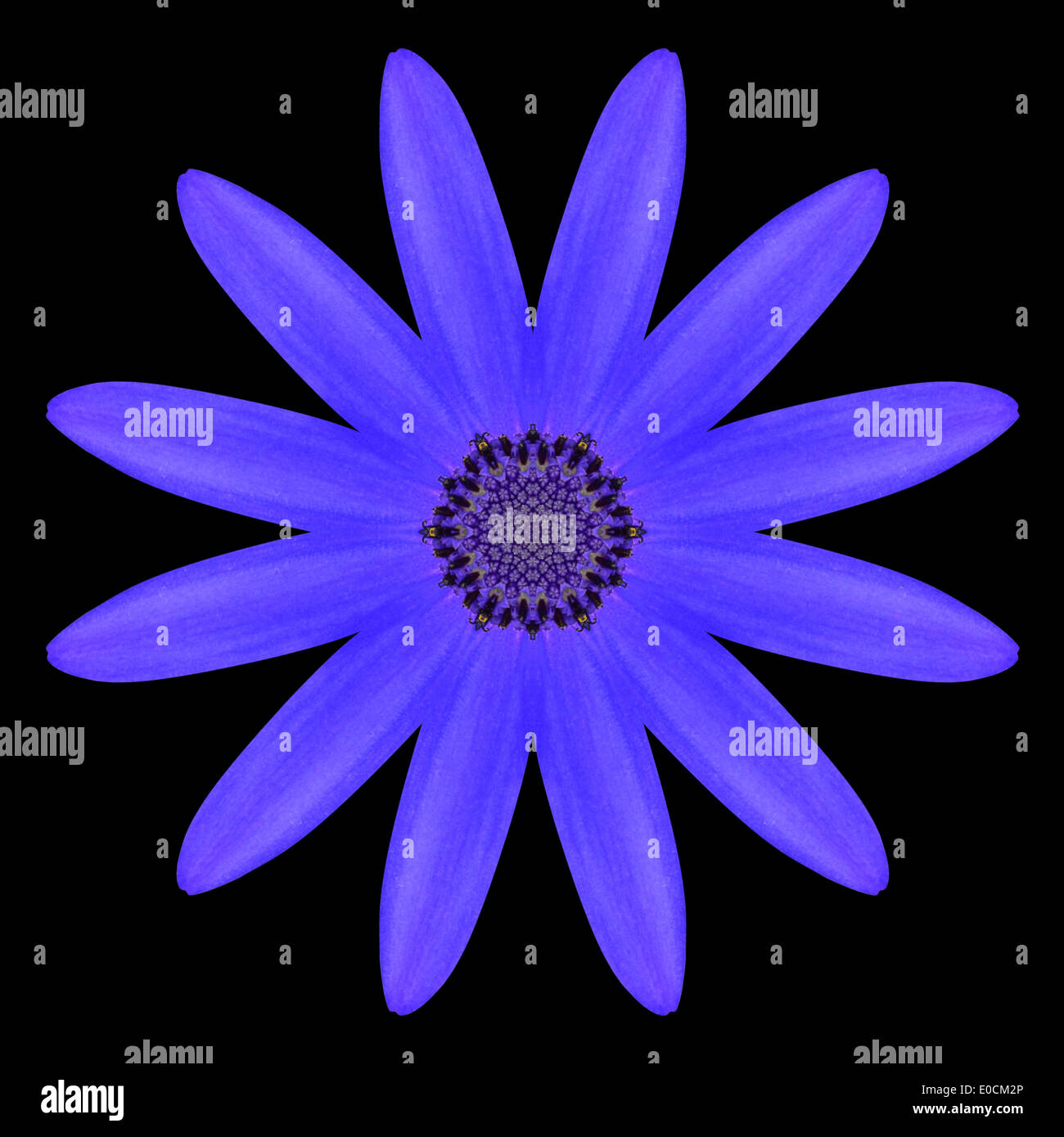 Blue Mandala Fleur Daisy Osteospermum. Conception kaléidoscopique isolé sur fond noir Banque D'Images