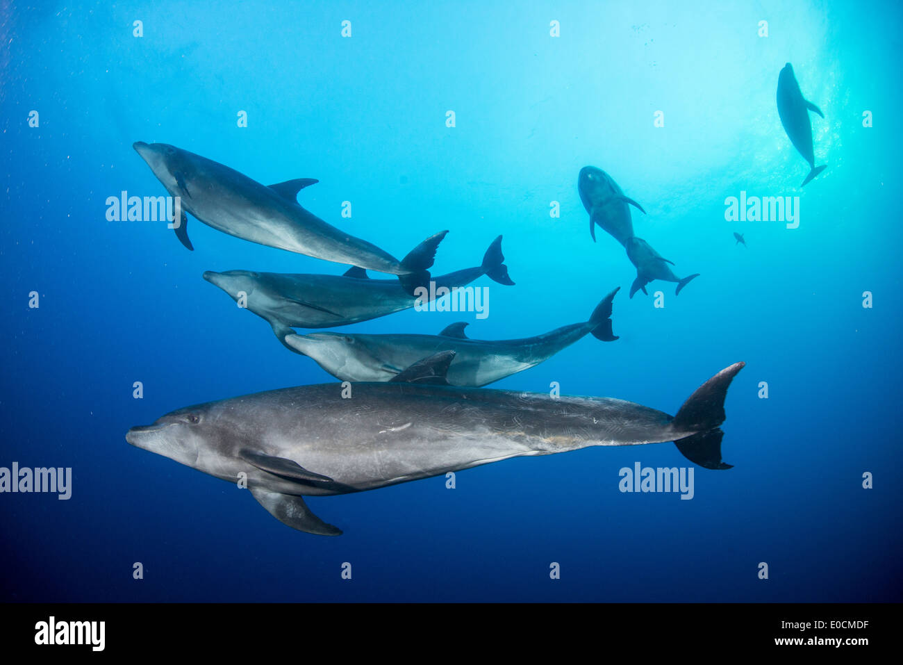 Les grands dauphins, Tursiops truncatus, la chaudière, San Benedicto, Socorro Islands, Îles Revillagigedos, Mexique Banque D'Images