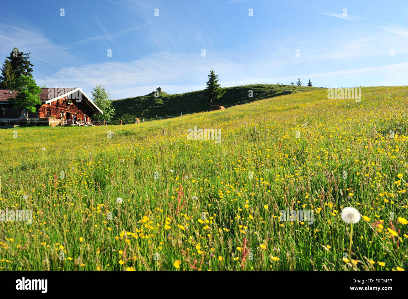 Flower meadow avec alpine hut, gamme Wendelstein, Bavarian foothills, Haute-Bavière, Bavaria, Germany, Europe Banque D'Images