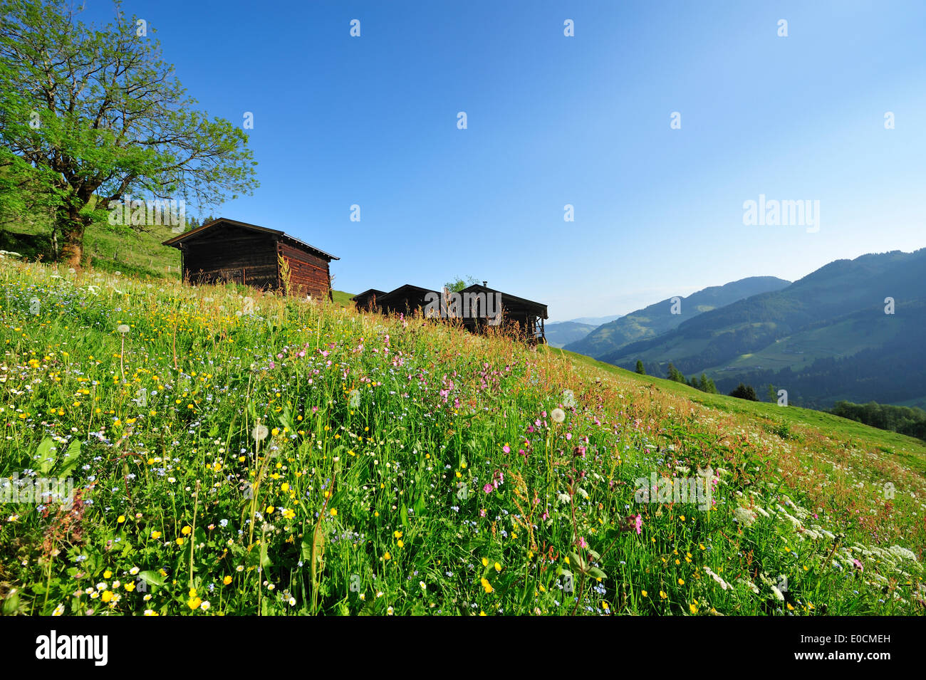 Prairie en fleurs avec alpine hut, Kitzbuehel, Tyrol, Autriche, Europe Banque D'Images