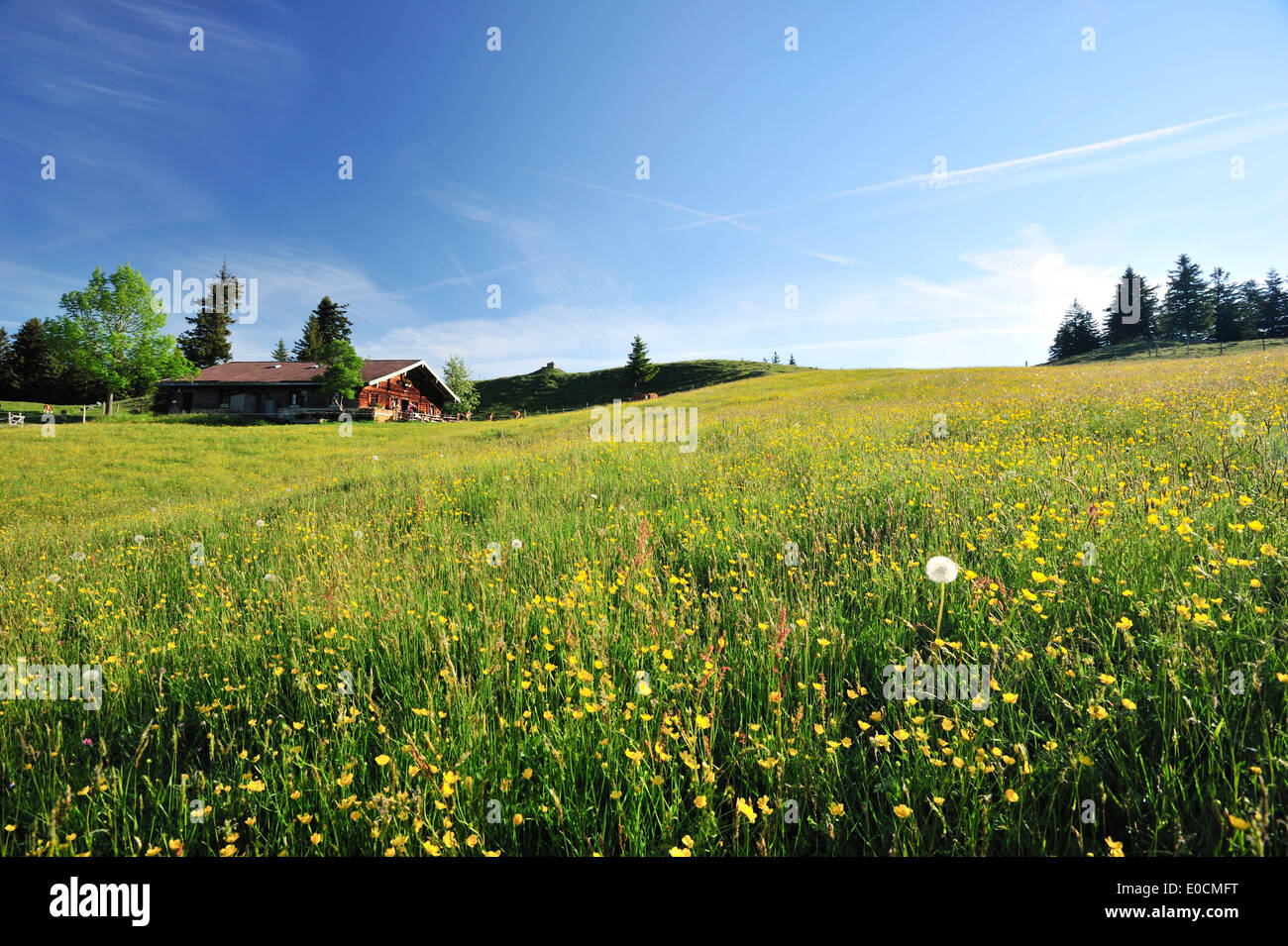 Flower meadow avec alpine hut, gamme Wendelstein, Bavarian foothills, Haute-Bavière, Bavaria, Germany, Europe Banque D'Images