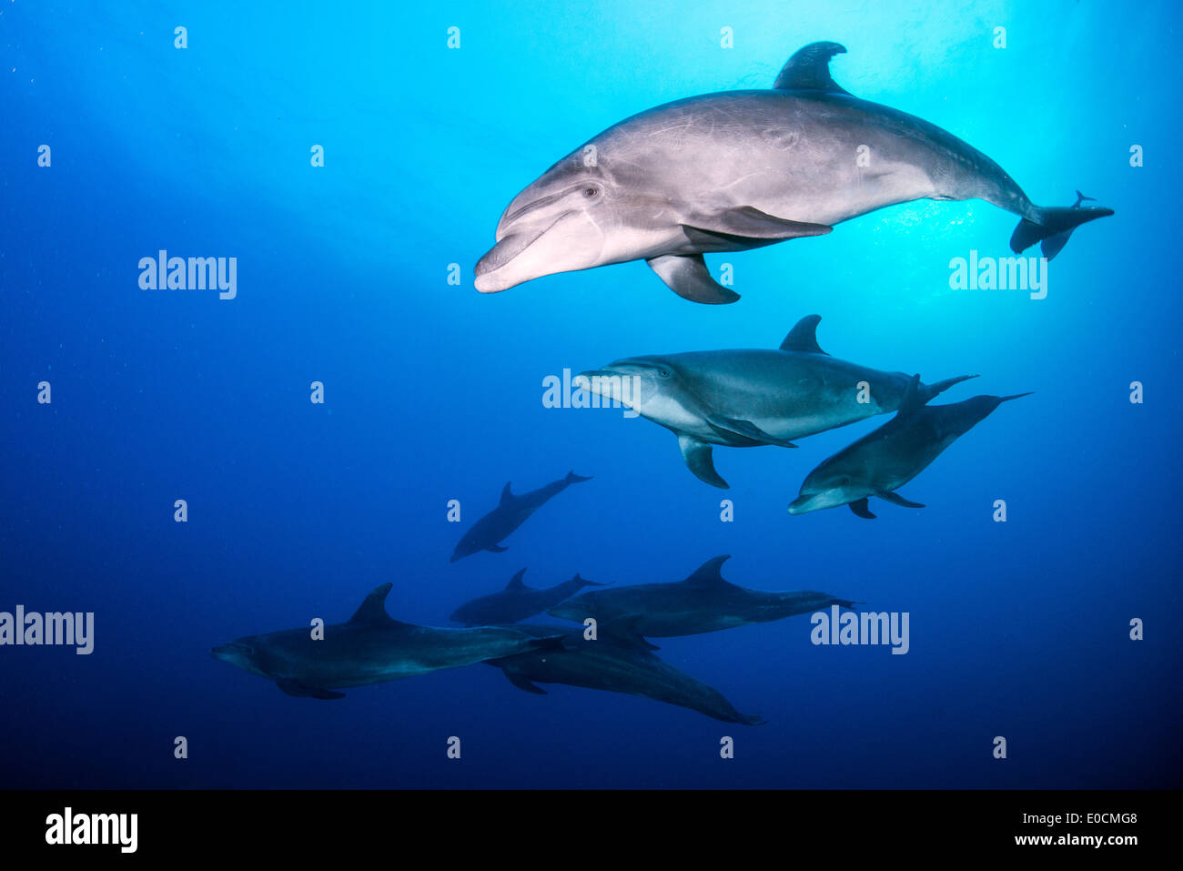 Les grands dauphins, Tursiops truncatus, la chaudière, San Benedicto, Socorro Islands, Îles Revillagigedos, Mexique Banque D'Images