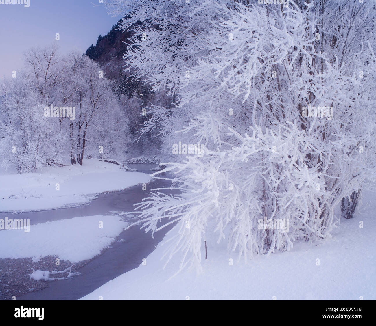 Givre sur les arbres à vallée Ennstal, Styrie, Autriche, Europe Banque D'Images