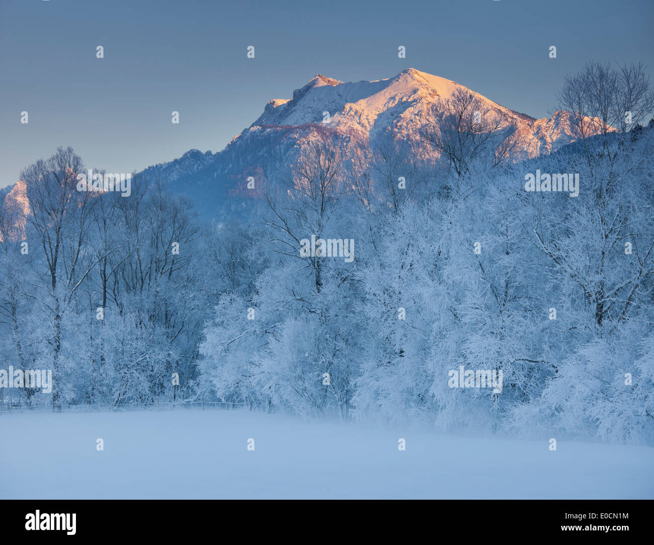 Les arbres avec givre, Ennstal Alps, Ennstal, Styrie, Autriche, Europe Banque D'Images