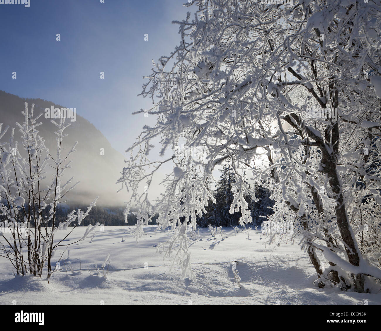 Paysage de neige au soleil, Rotmoos, Styrie, Autriche, Europe Banque D'Images