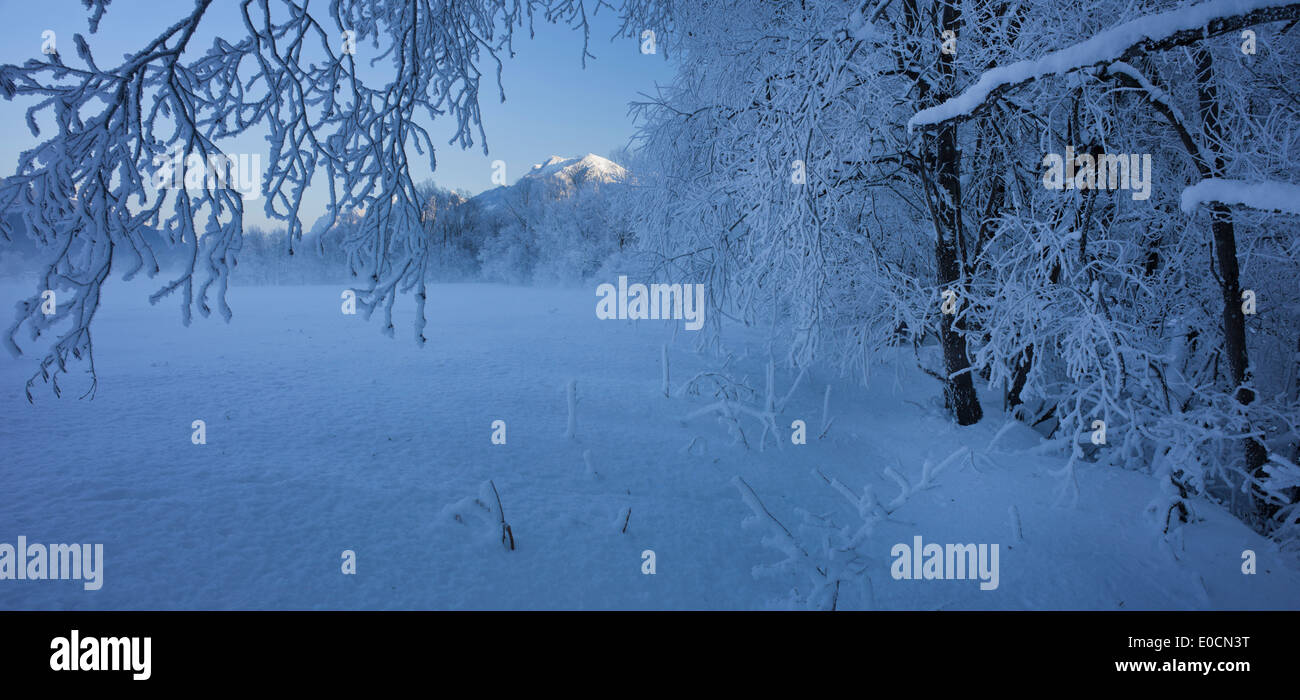 Branches avec givre, Ennstal Alps, Ennstal, Styrie, Autriche, Europe Banque D'Images