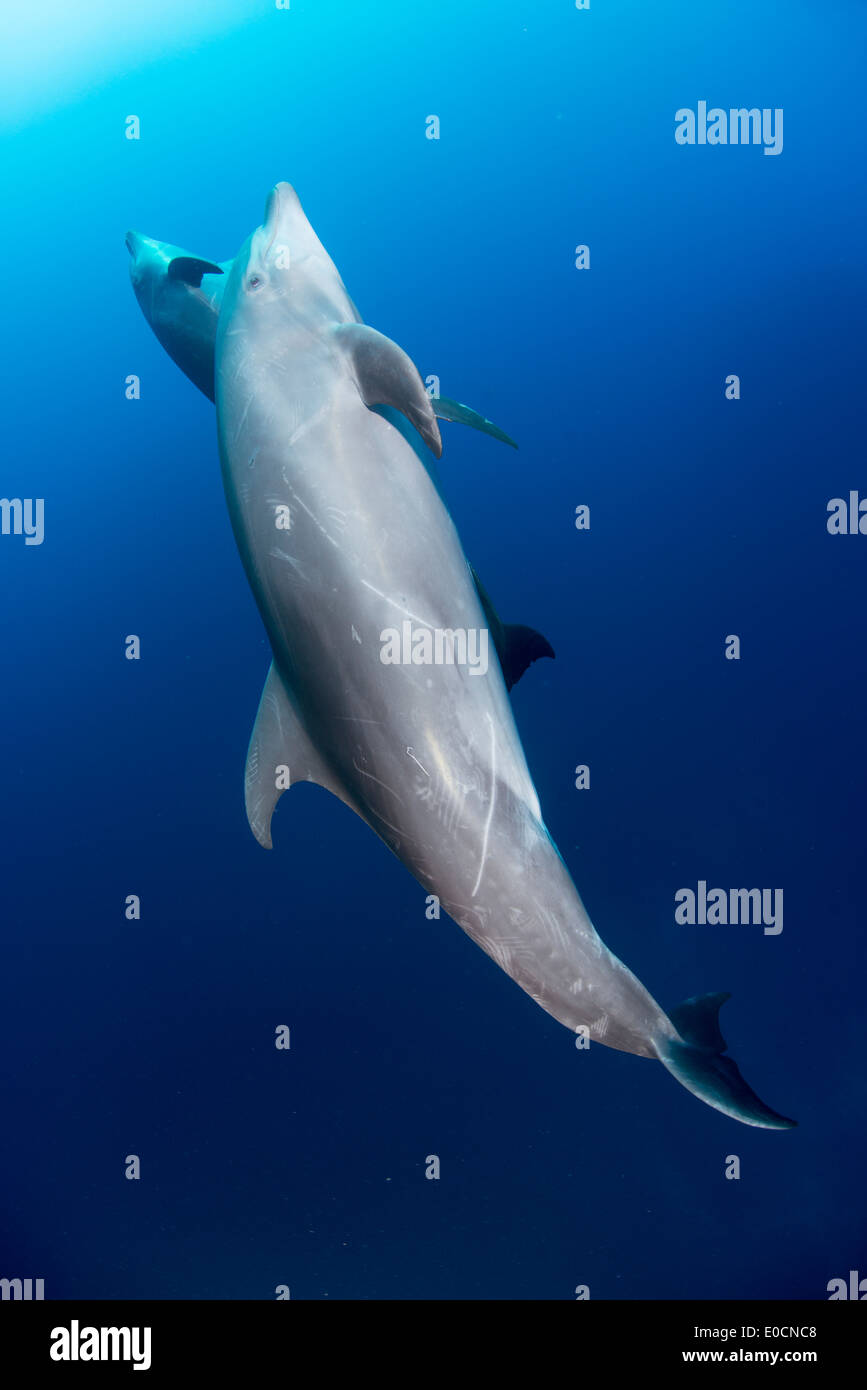 Les grands dauphins, Tursiops truncatus, la chaudière, San Benedicto, Socorro Islands, Îles Revillagigedos, Mexique Banque D'Images