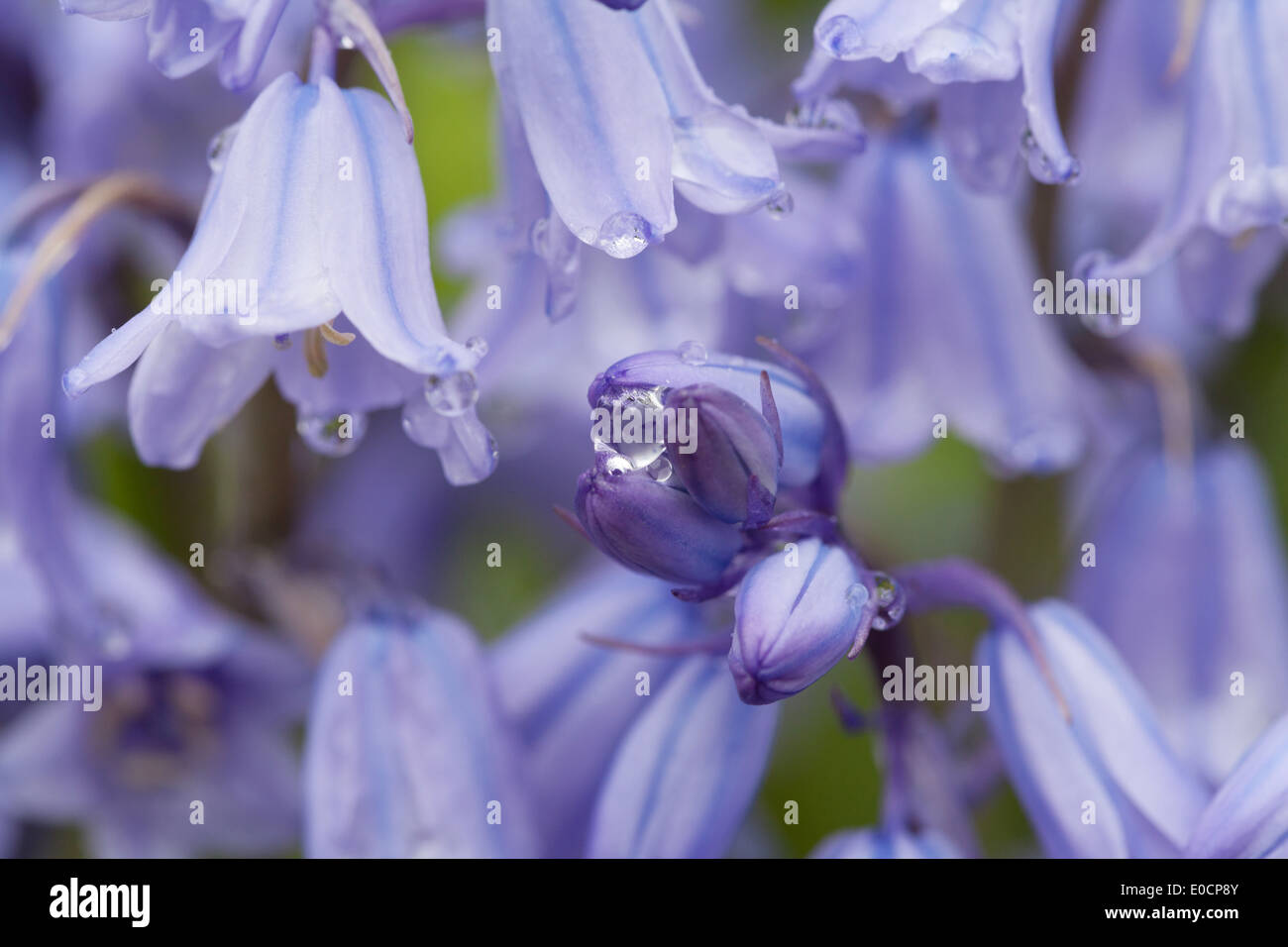 Hyacinthoides non-scriptus english bluebells in close up avec les gouttelettes d'eau Banque D'Images