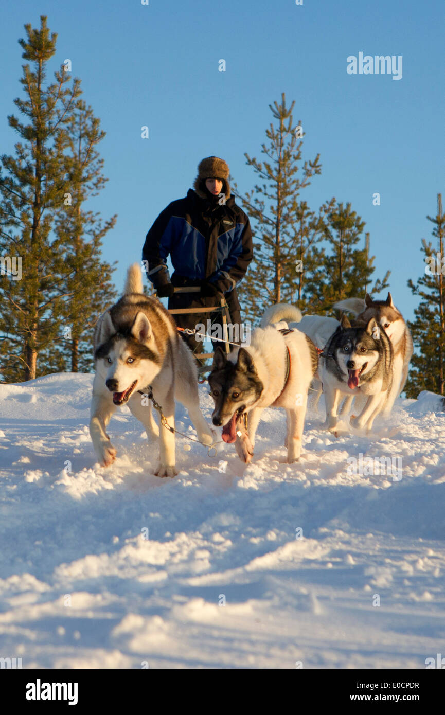 Un homme avec un traîneau à chiens huskies et en hiver, Laponie, Finlande, Europe Banque D'Images