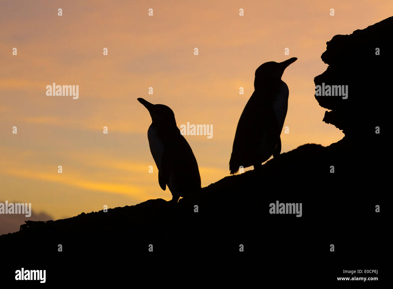 Les pingouins des Galapagos sur l'île de Santiago au coucher du soleil, Galapagos, Galapagos, Equateur, Amérique du Sud Banque D'Images