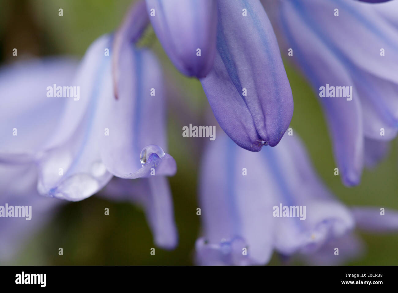 Hyacinthoides non-scriptus english bluebells in close up avec les gouttelettes d'eau Banque D'Images