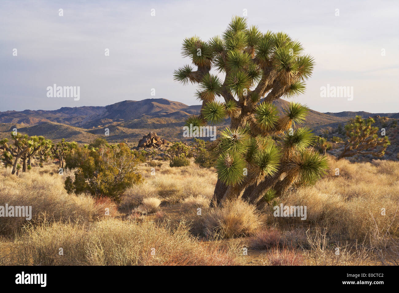 Joshua trees à Joshua Tree National Park, désert de Mojave, Californie, USA, Amérique Latine Banque D'Images