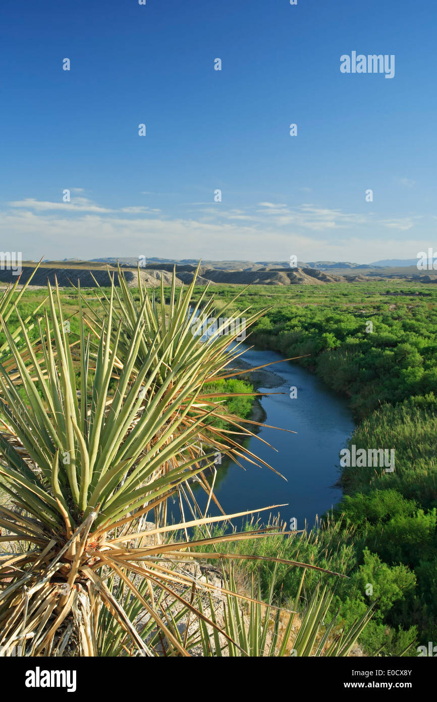 Cactus et Rio Grande, de Boquillas Canyon Trail, Big Bend National Park, Texas USA Banque D'Images