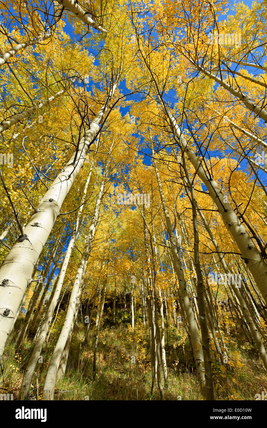 Les trembles en couleurs d'automne, Continental Divide Trail près de molas Pass, montagnes San Juan, Colorado USA Banque D'Images