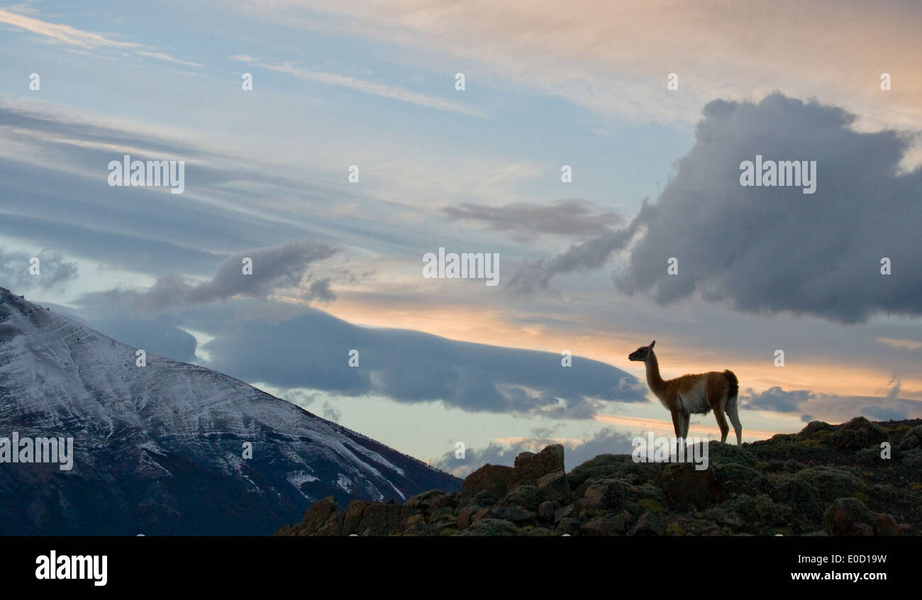 Cobourg au coucher du soleil sur les montagnes de Torres del Paine, Chili (Lama guanico) Banque D'Images