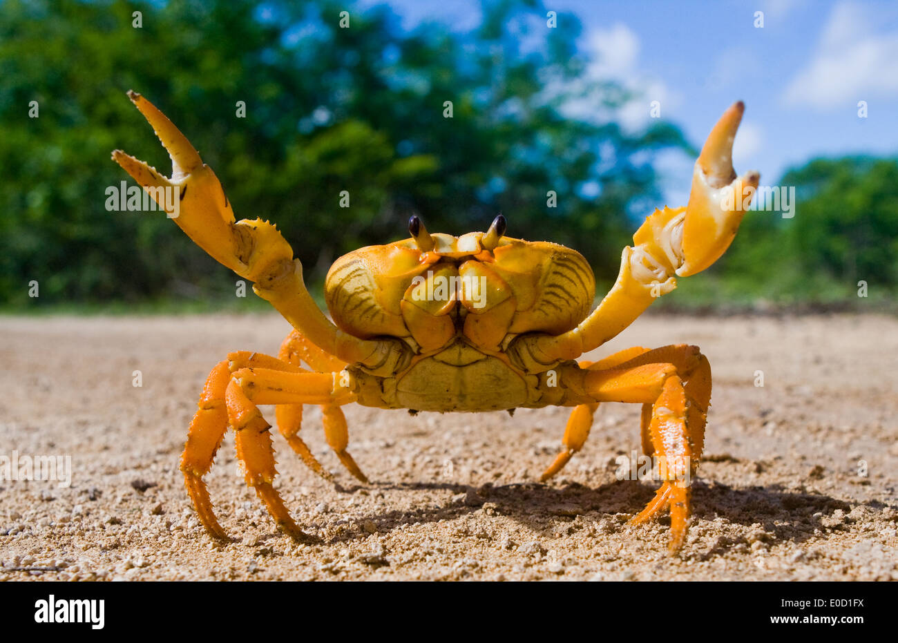 Crabe terrestre, Las Salinas, Cuba (Gecarcinus ruricola ) Banque D'Images