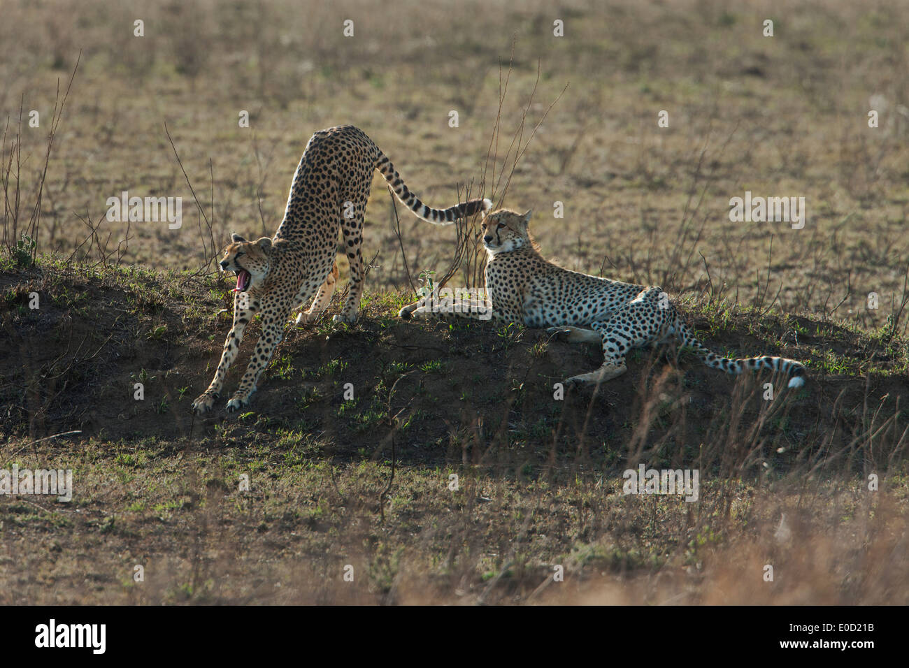 Les guépards se détendre, Serengeti, Tanzanie (Acinonyx jubatus) Banque D'Images