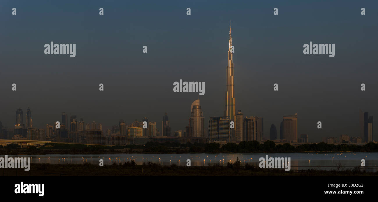 Plus de flamants roses et le soleil d'attraper le Burj Khalifa, Dubai, Émirats arabes unis (Phoenicopterus roseus) Banque D'Images