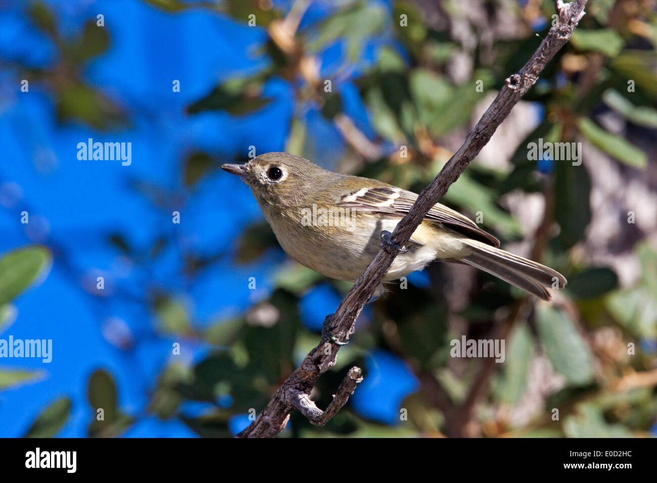 Hutton's Vireo huttoni montagnes Santa Catalina, comté de Pinal, Arizona, United States 3 Octobre des profils Vireonidae Banque D'Images