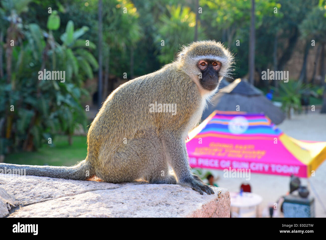 Un singe sur le mur à vallée des vagues, Sun City Holiday Resort, Pilanesberg, Province du Nord Ouest de la République d Afrique du Sud Banque D'Images