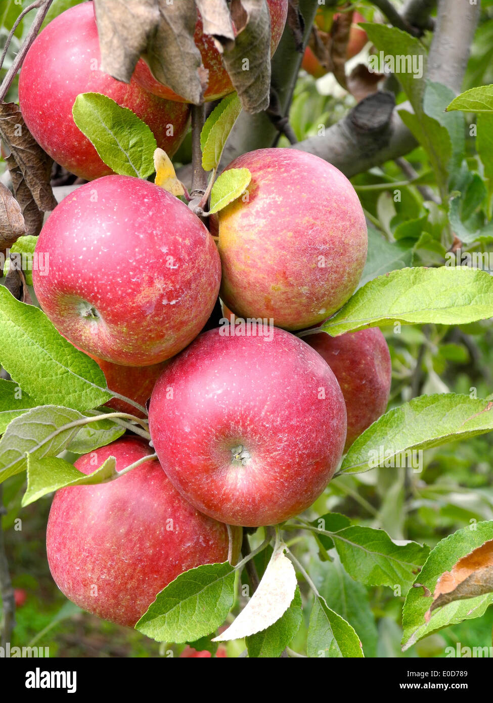 Ripe Fruits d'automne les pommes sur l'arbre dans le verger sont prêtes pour la récolte. Banque D'Images