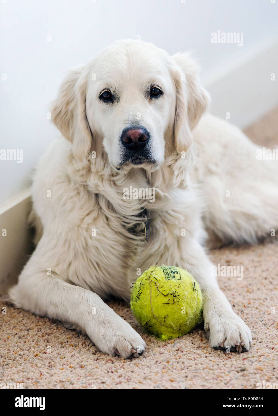 Les jeunes de couleur platine Golden Retriever dog avec balle de tennis Banque D'Images