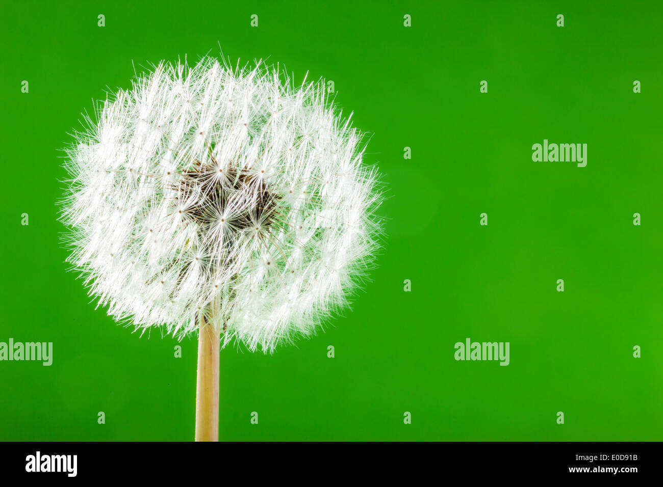 Plan macro sur un pissenlit sur fond vert Banque D'Images