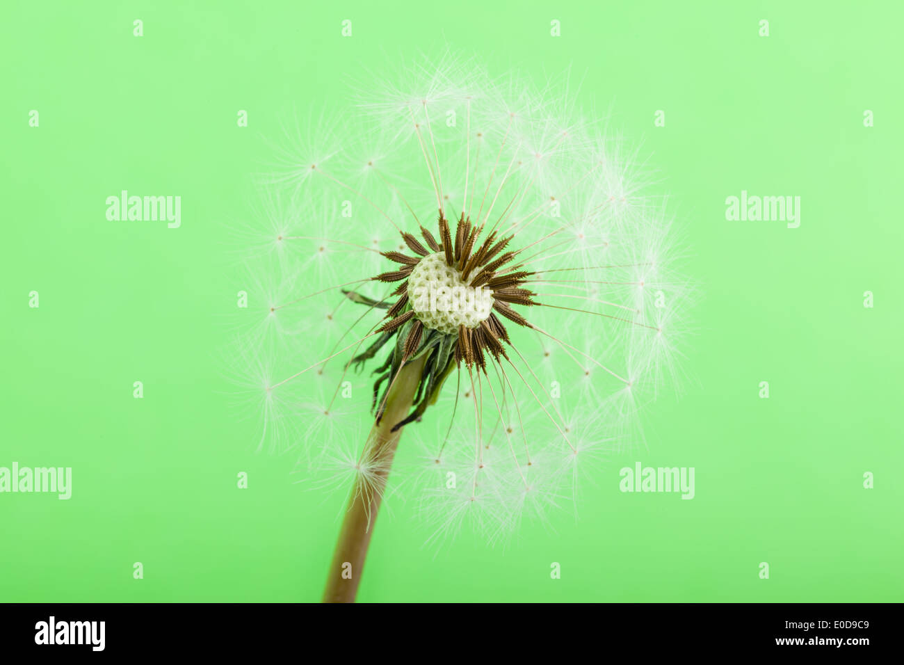 Plan macro sur un pissenlit sur fond vert Banque D'Images