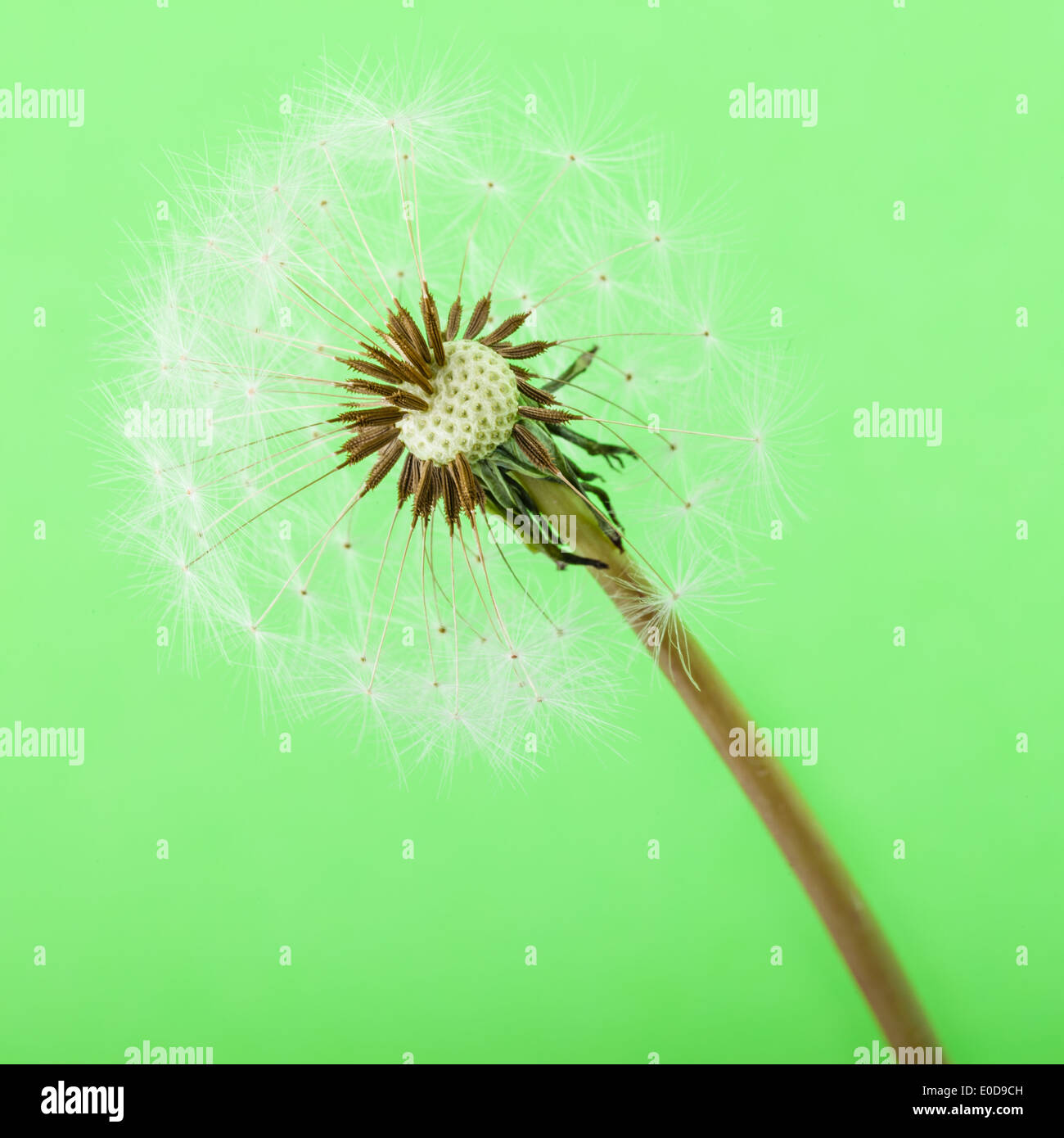 Plan macro sur un pissenlit sur fond vert Banque D'Images
