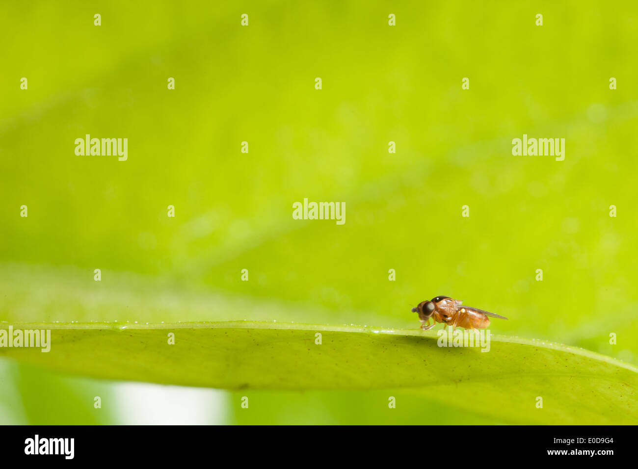 Drosophila est un genre de petites mouches, appartenant à la famille des Drosophilidae Banque D'Images
