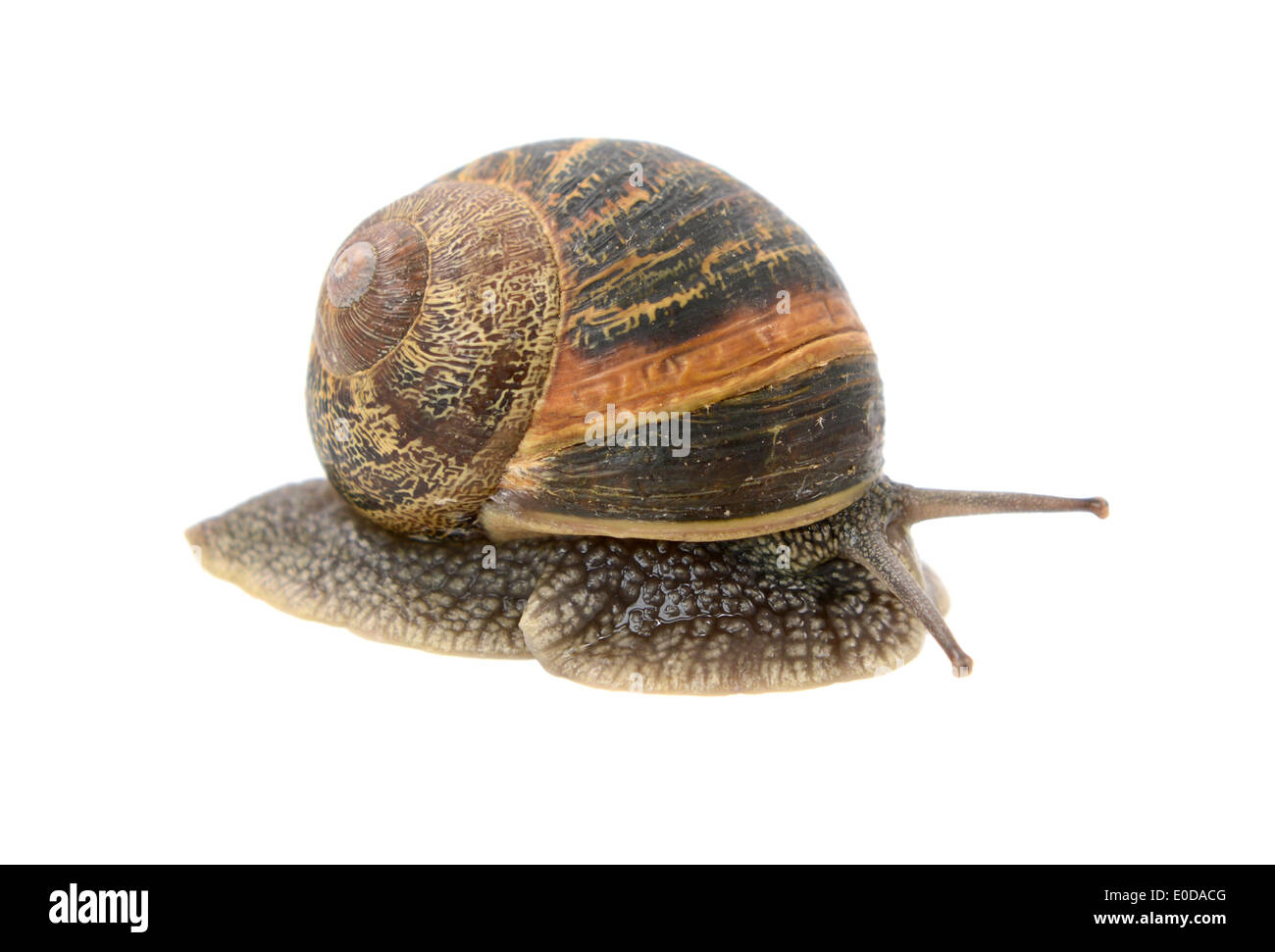 Libre d'escargot sortant de sa coquille, isolé sur fond blanc Banque D'Images